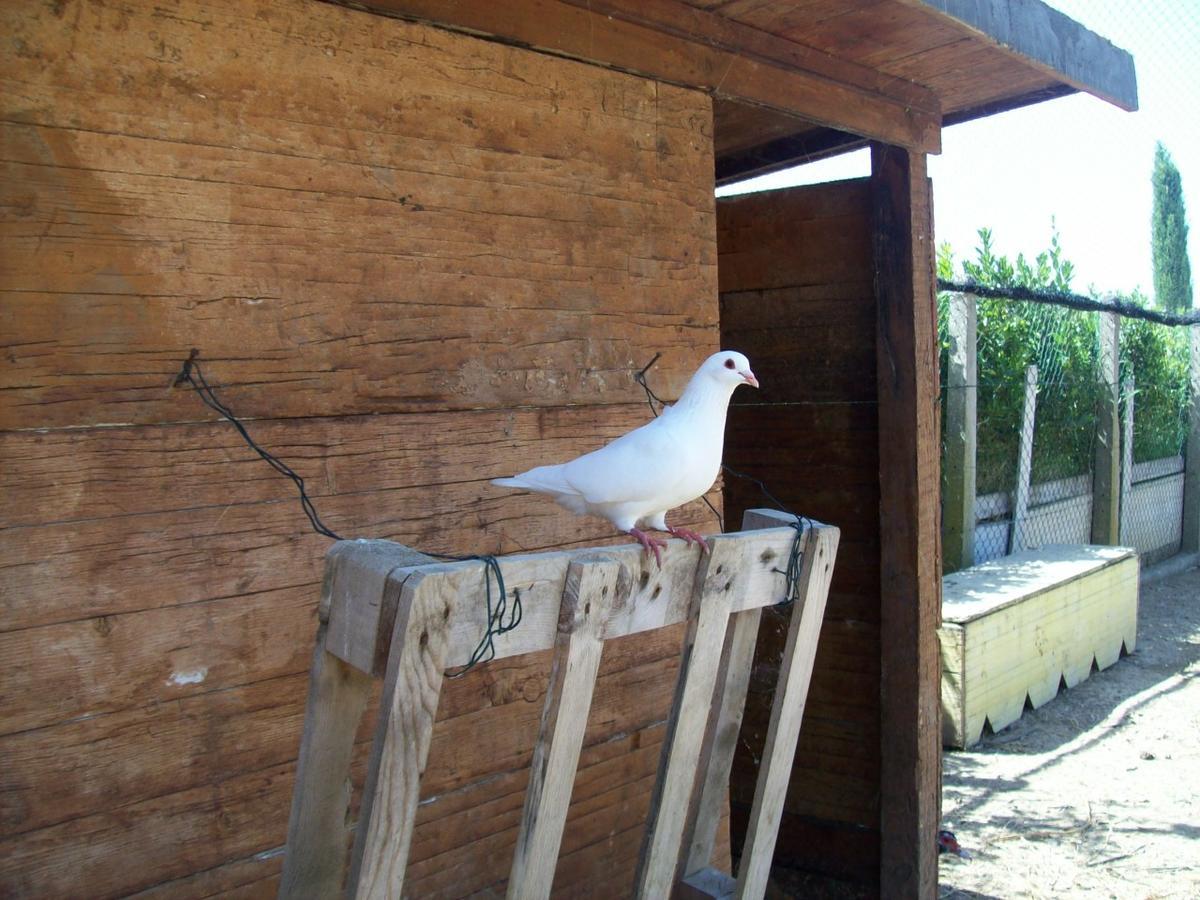 Il Vivaio Villa Tarquinia Luaran gambar